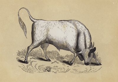 Chillingham Wild Bull（カラーリトグラフ 作： English School
