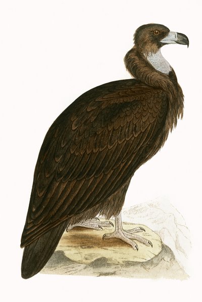 シロハゲワシ、チャールズロバートブリー（1811-86）による「イギリス諸島では観察されないヨーロッパの鳥の歴史」のイラスト、1867年に公開（カラーリソ） 作： English School