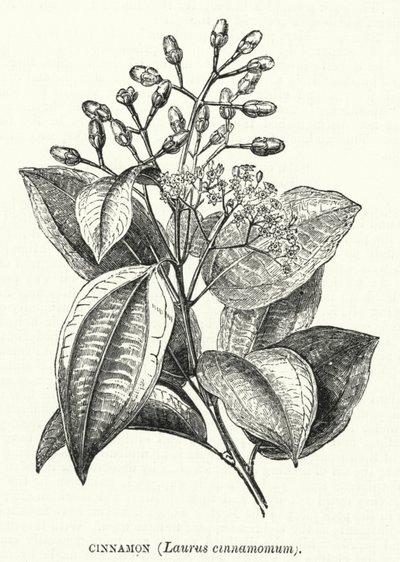 シナモン(Laurus cinnamomum)(彫刻) 作： English School