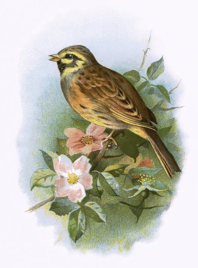 Cirl Bunting 作： English School