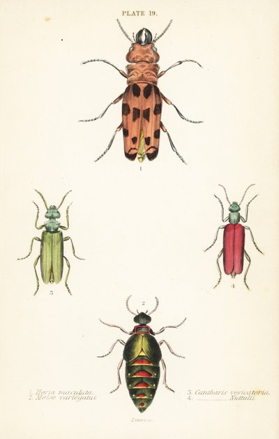 Cissites maculata 1、ヴァリエーション・オイル・カブトムシ、Meloe variegatus 2、スパニッシュ・フライ、Lytta vesicatoria 3、およびNuttall