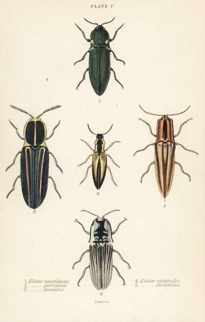 クリックビートル：ヘッドライトエレーター、Pyrophorus noctilucus 1、Chalcolepidius porcatus 2、ラインドクリックビートル、Agriotes lineatus 3、Elater suturalis 4、Semiotus distinctus 5 作： English School