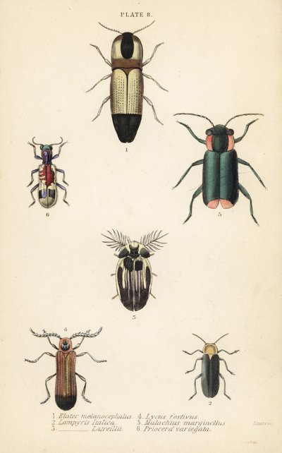 カチカチのカブトムシMelanoxanthus melanocephalus 1、Luciola italica 2、Lampyris latreillii 3、Lycus festivus 4、soft-wing flower beetle、Clanoptilus marginellus 5、Priocera variergata 6 作： English School