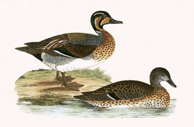 チャッキング・ティール、チャールズ・ロバート・ブリー（1811-86）による「イギリス諸島では観察されないヨーロッパの鳥の歴史」のイラスト、1867年発行 作： English School