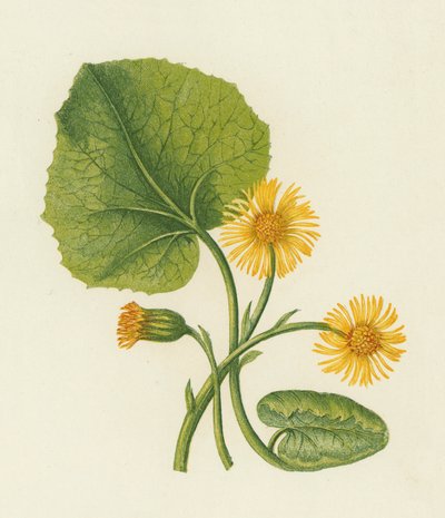 コルツフット（Tussilago Farfara）（カラーリトグラフ 作： English School