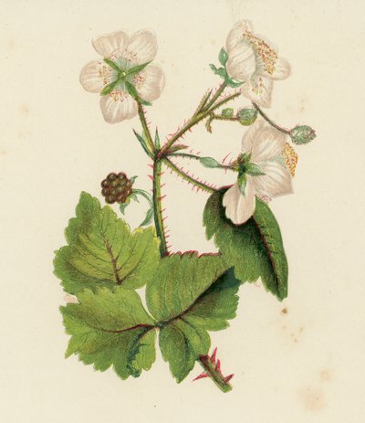 コモンブランブルまたはブラックベリー、Rubus Fruticosus（カラーリトグラフ） 作： English School