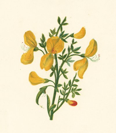ホウキ（Cytisus Scoparius）（カラーリトグラフ 作： English School