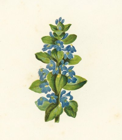 コモンバグル・Ajuga Reptans（カラーリトグラフ） 作： English School