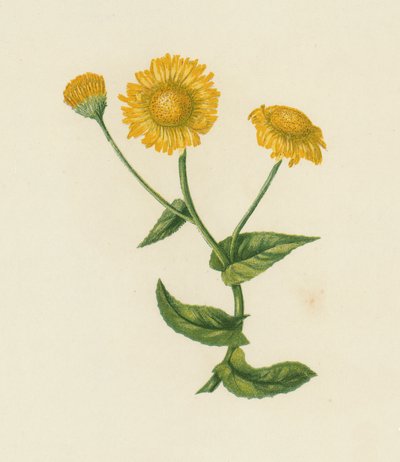 コモンノミベイン, Pulicaria Dysenterica (カラーリトグラフ) 作： English School