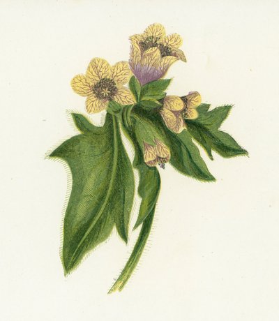 一般的なHenbane、Hyoscyamusニジェール 作： English School