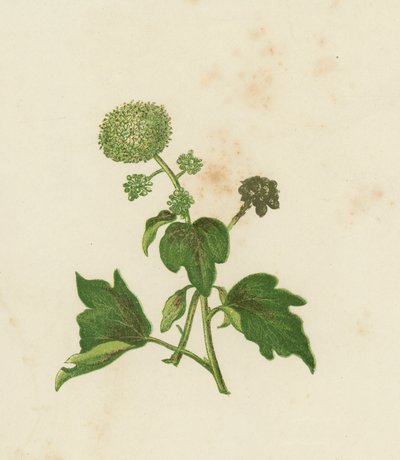 コモンアイビー（Hedera Helix）（カラーリトグラフ 作： English School
