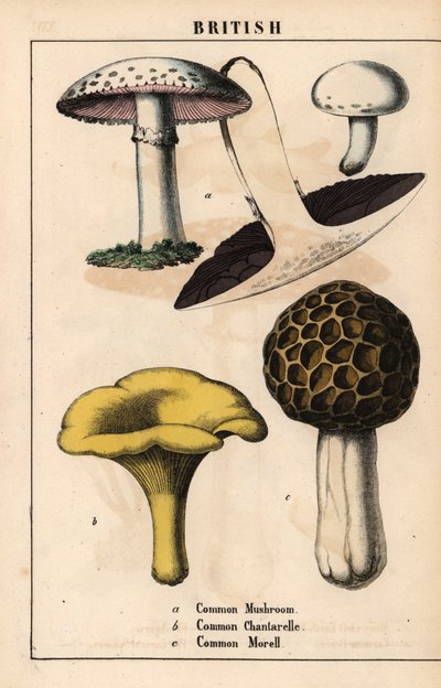 一般的なキノコのアガリクス、黄金シャンタレル キノコ Cantharellus cibarius、モレル キノコ Morchella esculenta   、「教育的な絵本、または野菜の世界からの教訓」[シャーロット・メアリー・ヤング]、エジンバラより 作： English School