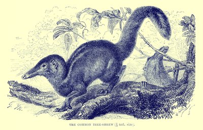 コモンツリーシュリュー、「The Royal Natural History」より（リトグラフ） 作： English School