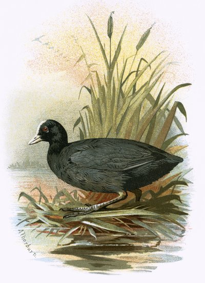 Coot 作： English School