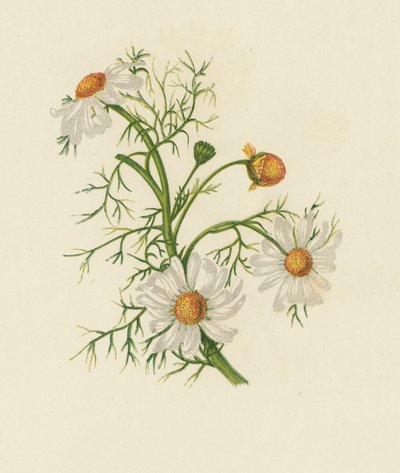 コーンフィーバーフュー、除虫菊 イノドラム（カラーリトグラフ） 作： English School
