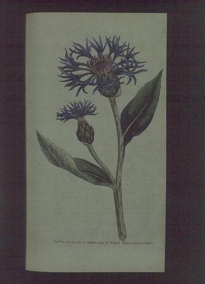 ヤグルマギク（Centaurea montana）、ウィリアム・カーティスの「The Botanical Magazine」（または「Flower Garden Displayed」）の77番プレート、パブ。1789-90年（彫刻）。 作： English School