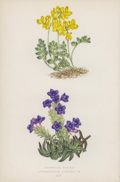 小さな冠; Lithospermum Prostratum (カラーリソ) 作： English School