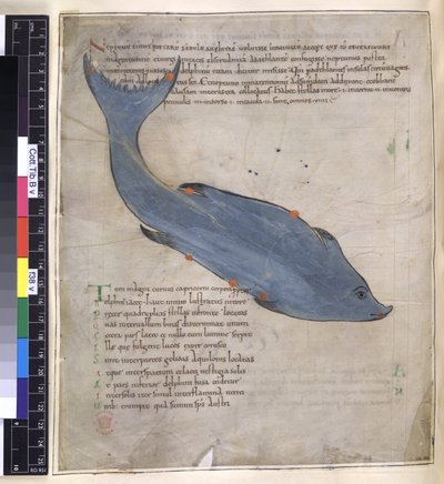 Cotton Tiberius B. V, Part I fol.38v 「キケロのアラトゥス」からのデルフィヌスの星座 作： English School