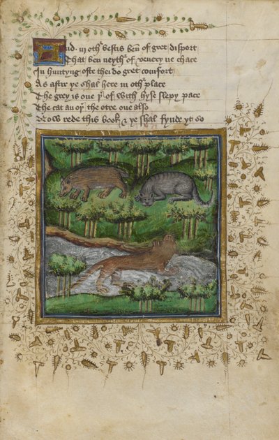 Cotton Vespasian B. XII, f.4 アナグマ、ヤマネコ、カワウソのイラスト。 ウィリアム・トゥエティとジョン・ギフォードによる「狩猟に関する論文」からの詩付き、1440年頃（ベラム） 作： English School