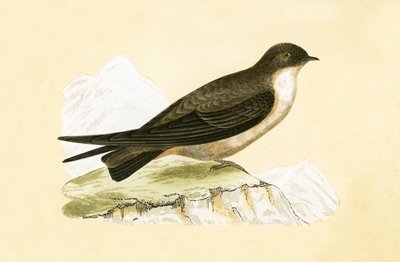 チャールズロバートブリー（1811-86）による「イギリス諸島では観察されないヨーロッパの鳥の歴史」のイラストであるクラッグスワロー、1867年発行 作： English School