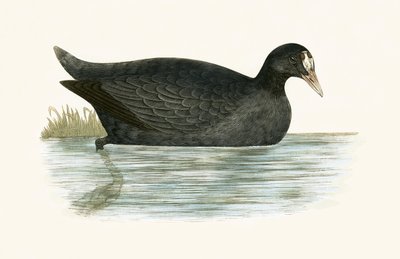 クレステッドクート、チャールズロバートブリー（1811-86）による「イギリス諸島では観察されなかったヨーロッパの鳥の歴史」の図解、1867年発行 作： English School