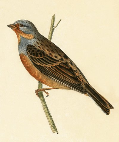 クレッツマーのホオジロ、チャールズロバートブリー（1811-86）による「イギリス諸島では観察されないヨーロッパの鳥の歴史」のイラスト、1867年発行 作： English School