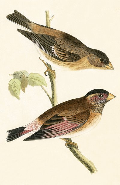クリムゾン・ウィングド・グロビーク、チャールズ・ロバート・ブリー（1811-86）による「イギリス諸島では観察されないヨーロッパの鳥の歴史」のイラスト、1867年発行 作： English School
