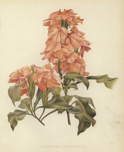 Crossandra undulaefolia 作： English School