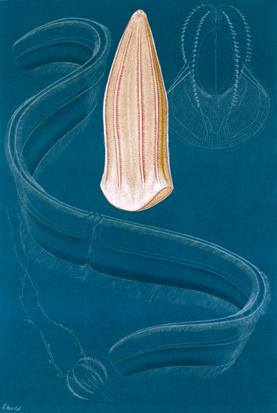Ctenophores 作： English School