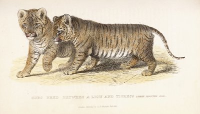 ライオンとティグレスの間で繁殖したカブス、生後3か月、1827-1835 作： English School