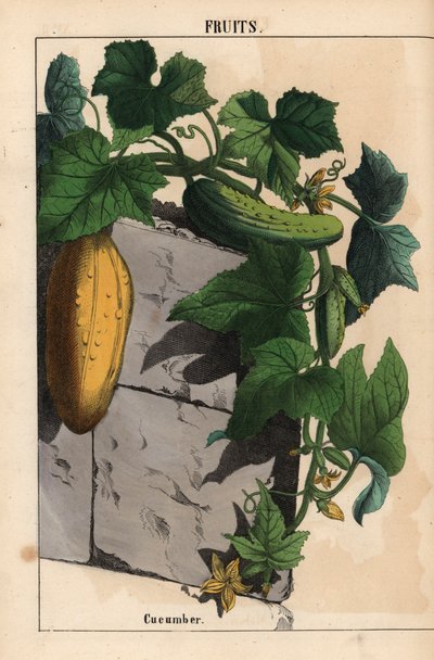 黄色の未熟で熟した緑のキュウリ果実 Cucumis sativus を持つキュウリ植物   、「教育的な絵本、または野菜の世界からの教訓」[シャーロット・メアリー・ヤング]、エジンバラより 作： English School