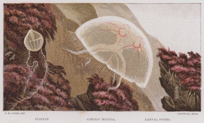Cydippe、Common Medusa、Larval Forms (色リソ) 作： English School