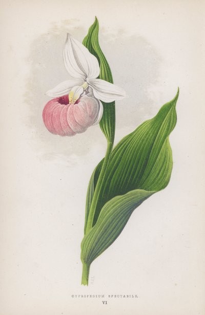 Cypripedium Spectabile (カラーリトグラフ) 作： English School