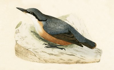 ダルメシアンヌサッチ、チャールズロバートブリー（1811-86）による「イギリス諸島では観察されないヨーロッパの鳥の歴史」のイラスト、1867年発行 作： English School