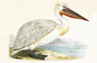 ダルメシアンペリカン、チャールズロバートブリー（1811-86）による「イギリス諸島では観察されないヨーロッパの鳥の歴史」のイラスト、1867年発行 作： English School