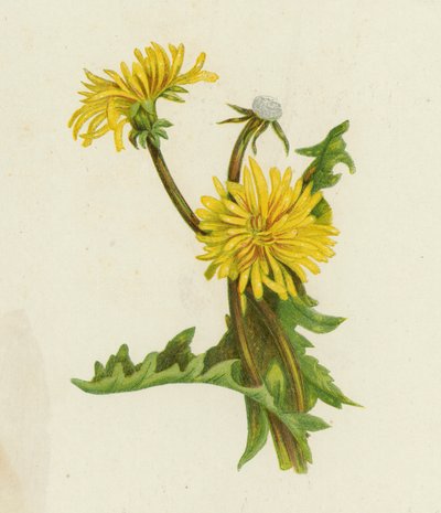 タンポポ、Leontodon Taraxacum (カラー リソ) 作： English School