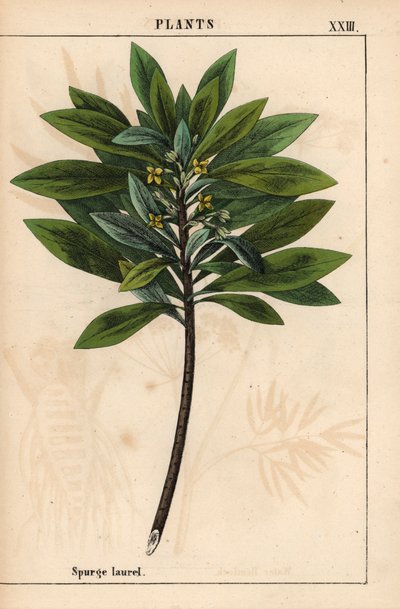 Daphne laureola または Spurge-laurel   、「教育的な絵本、または野菜の世界からの教訓」[シャーロット・メアリー・ヤング]、エジンバラより 作： English School