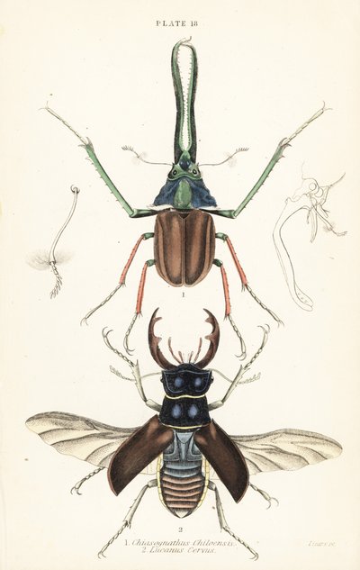 ダーウィンのカブトムシ、グラントのクワガタ、またはチリのクワガタChiasognathus grantii 1、ヨーロッパのクワガタLucanus cervus 2 作： English School