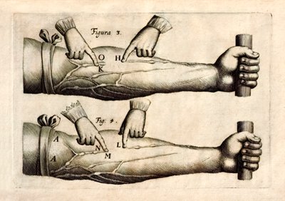 ウィリアム・ハーベイ（1578-1657）が1628年に発表した「De Motu Cordi, set Sanguinis in Animalibus」（生物における心臓と血液の動き）には、一方通行の弁を持つ前腕部の静脈のネットワークが描かれている。 作： English School