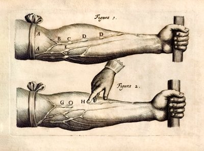 ウィリアム・ハーベイ（1578-1657）が1628年に発表した「De Motu Cordi, set Sanguinis in Animalibus」（生物における心臓と血液の動き）には、一方通行の弁を持つ前腕部の静脈のネットワークが描かれている。 作： English School