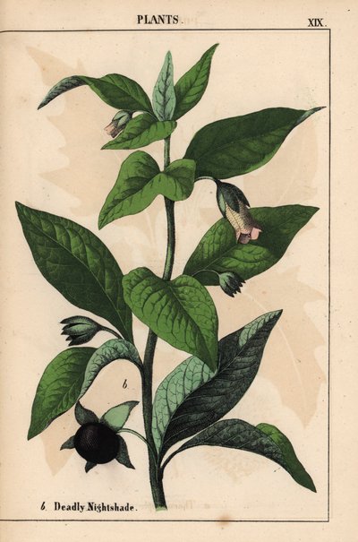 致命的なナイトシェード   、「教育的な絵本、または野菜の世界からの教訓」[シャーロット・メアリー・ヤング]、エジンバラより 作： English School