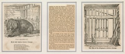 エクセターチェンジでの象の死 作： English School