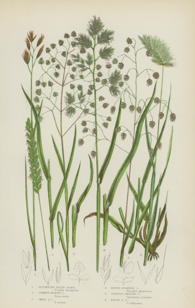 Decumbent Heath Grass、Common Quaking Grass、Small Quaking Grass、Rough Cocksfoot Grass (色リソ) 作： English School