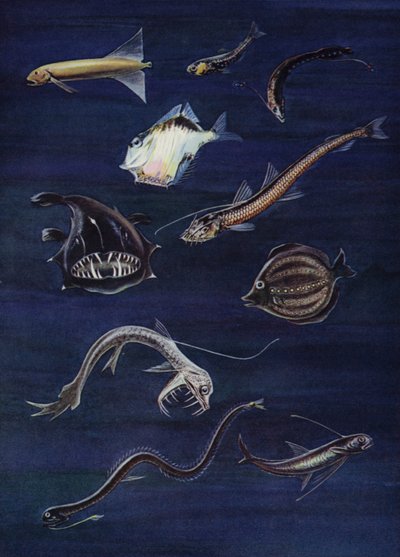 深海魚（カラーリソ） 作： English School
