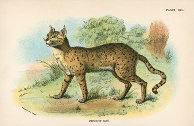 砂漠の猫 作： English School
