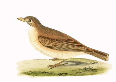 砂漠のひばり、チャールズロバートブリー（1811-86）による「イギリスの島々では観察されないヨーロッパの鳥の歴史」からのイラスト、1867年公開 作： English School