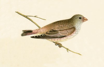 砂漠のトランペッターブールフィンチ、チャールズロバートブリー（1811-86）による「イギリス諸島では観察されないヨーロッパの鳥の歴史」のイラスト、1867年発行 作： English School