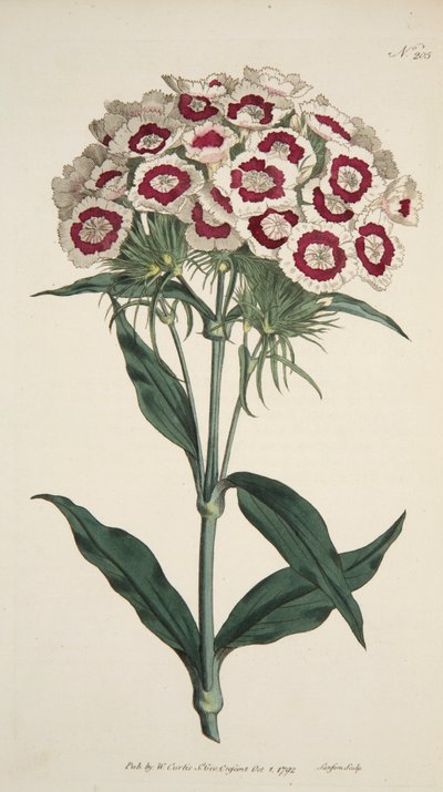 Dianthus Barbatus Bearded Pink、パブ。 1792年の手彩色彫刻。 作： English School