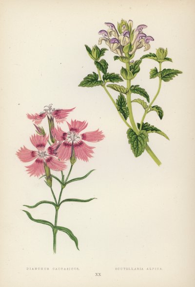 Dianthus Caucasicus; Scutellaria Alpina (カラーリソ) 作： English School