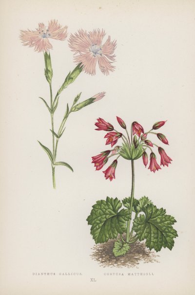 Dianthus Gallicus; Cortusa Matthioli (カラーリソ) 作： English School